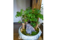 组合植物