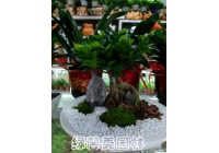 组合植物