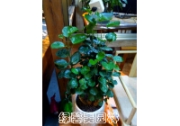 圆叶福禄桐