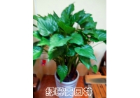 青苹果