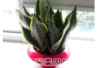 金边虎尾兰