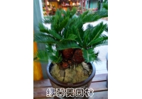 铁树
