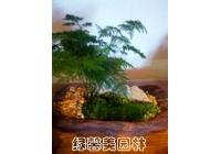 组合花卉