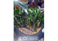 光棍树