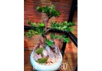 组合花卉