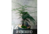组合花卉