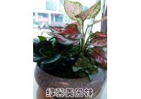 组合花卉
