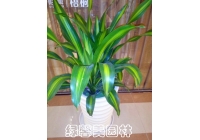金心也门铁