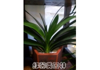 君子兰
