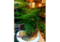 组合花卉