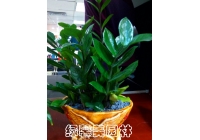 组合花卉