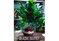 组合花卉