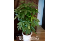 发财树