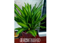 也门铁
