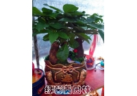 组合发财树