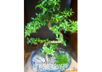 组合花卉