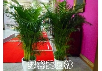 公司租摆
