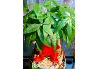组合花卉