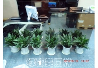 办公室绿植租摆