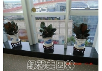 写字楼绿植租摆