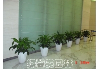 办公室绿植租摆