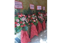 开业花篮